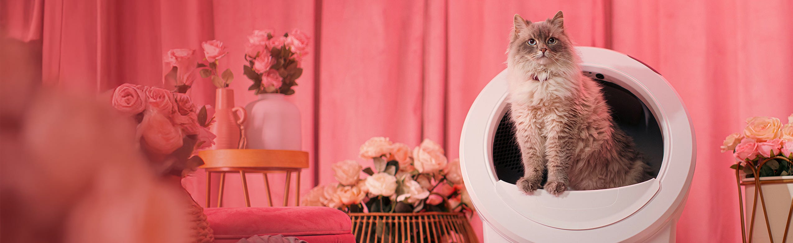 Cat inside Litter-Robot 4 self cleaning litter box