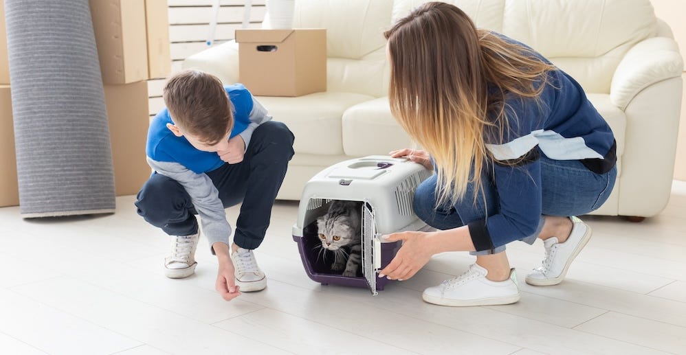introducing your new cat to your home