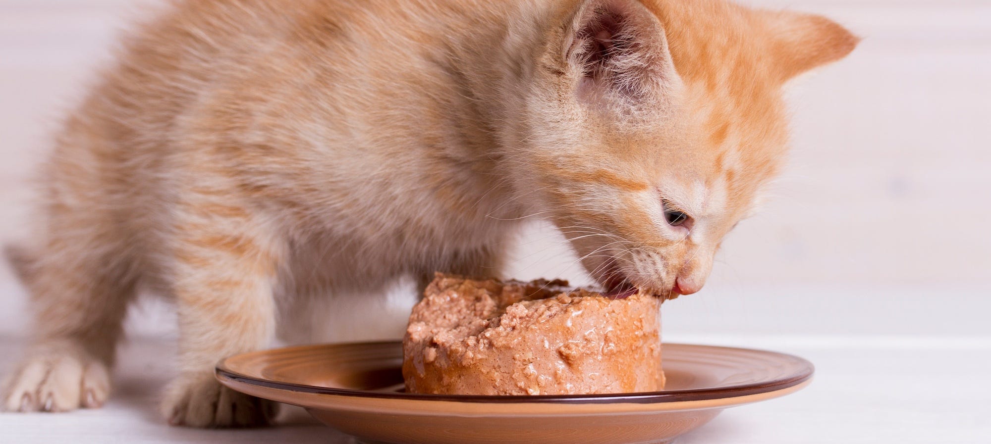 orange tabby kitten eating wet cat food
