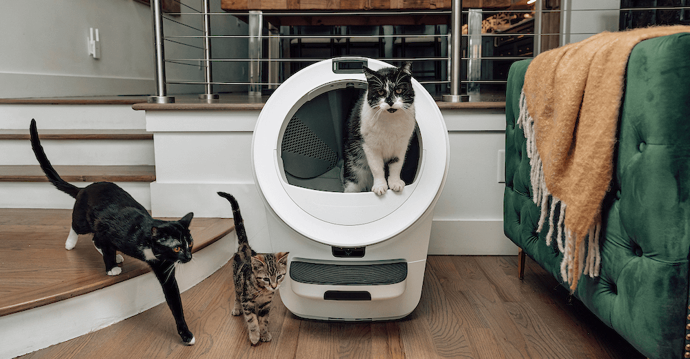 three cats with Litter-Robot 5 Pro featuring the WhiskerVision CatID facial recognition 