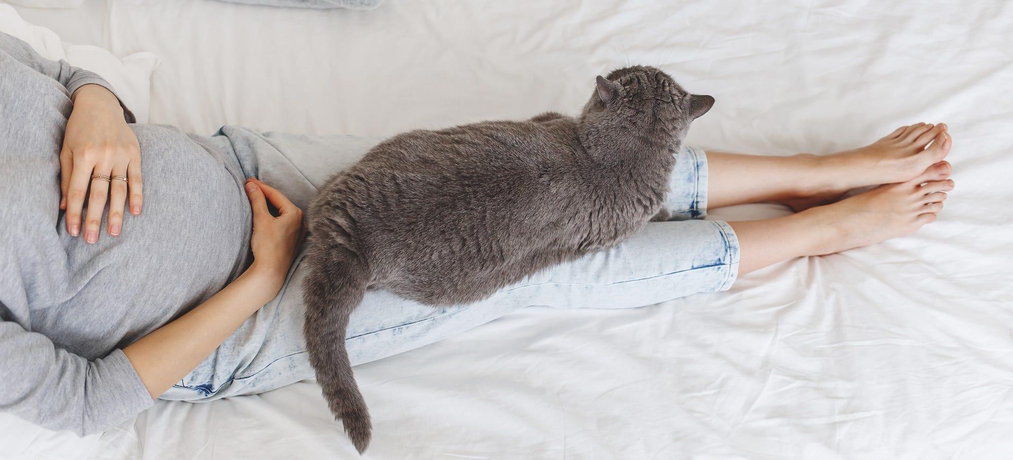 grey cat lying on pregnant woman's legs