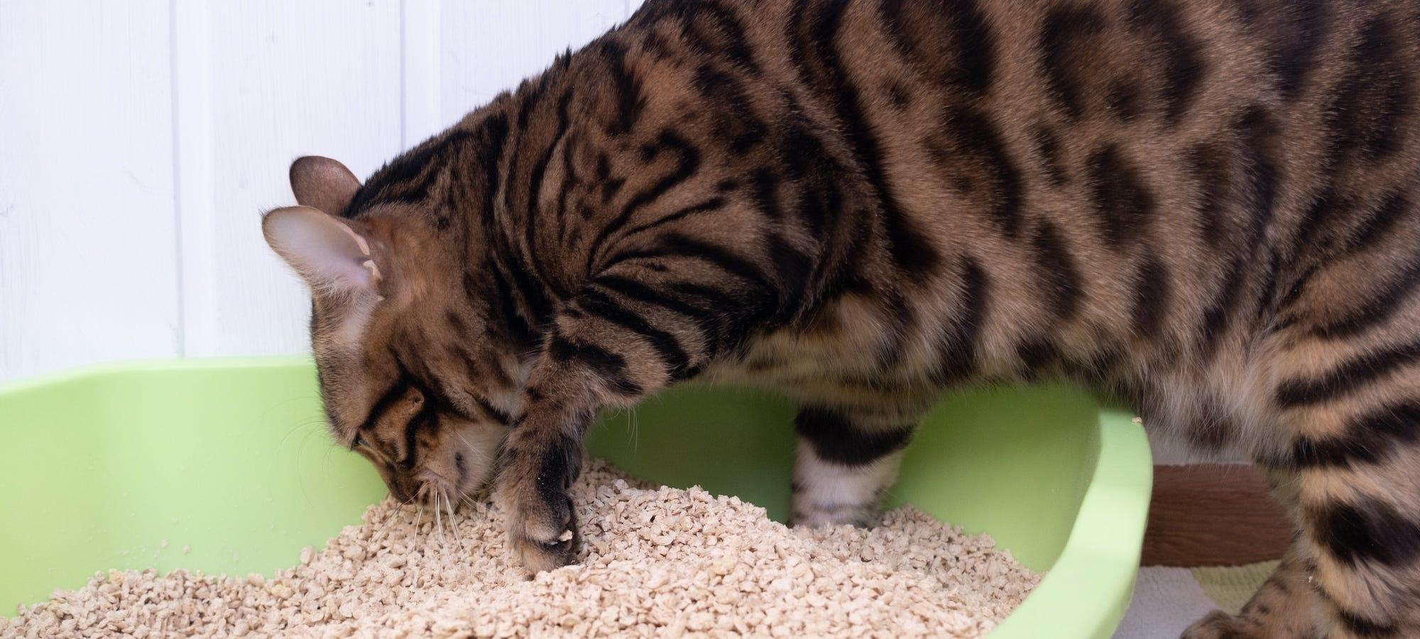 bengal cat burying poop in litter box