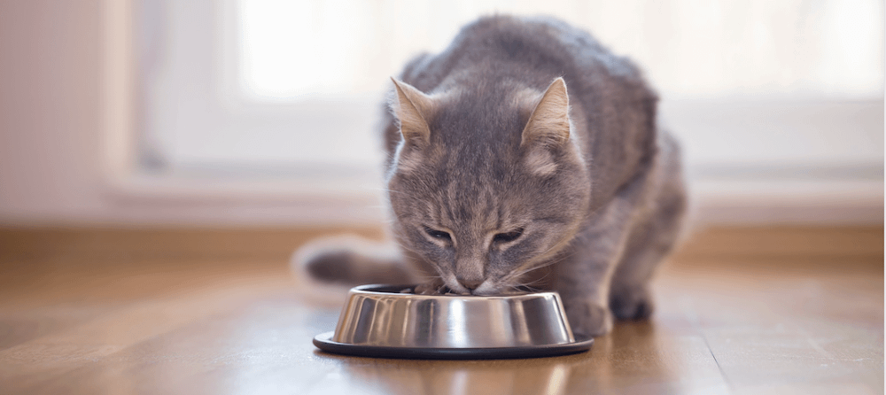 Litter Robot Blog Cat Facts Tips Health Resources