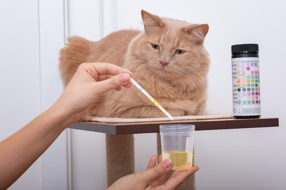 Why Does Cat Pee Smell So Bad What Makes Cat Pee Smell