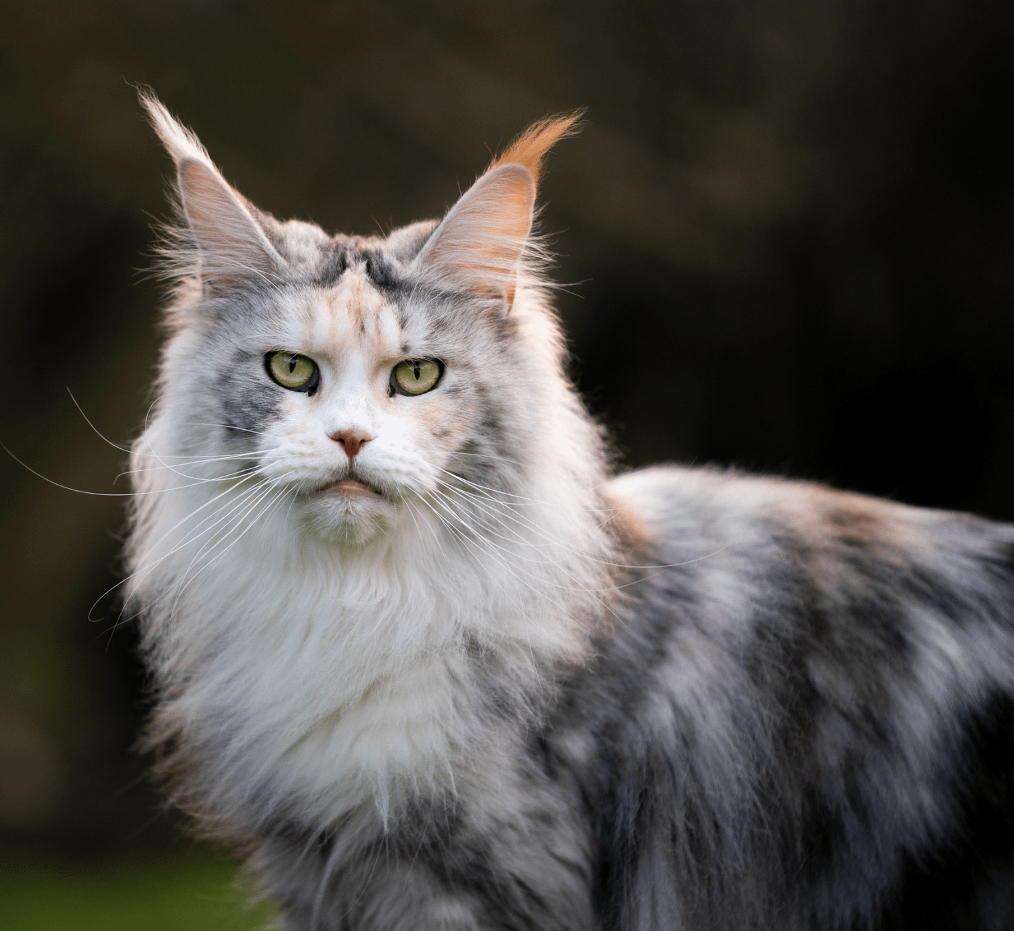 Maine Coon Cat Maine Coon Cat Photoshoot Manchester Barking Mad Pet