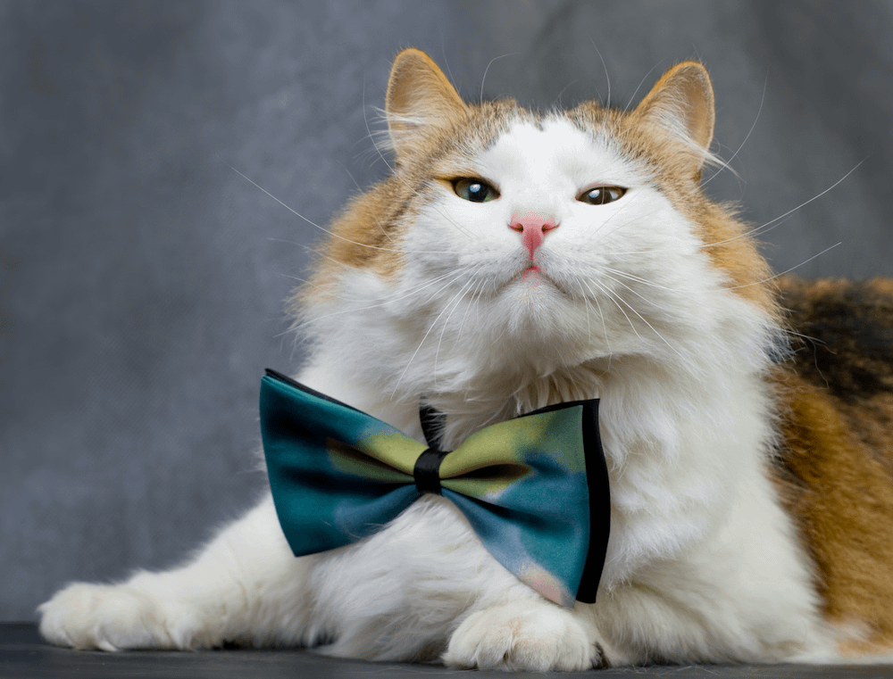 Ragamuffin Cats: Facts, Personality, and Breed Guide