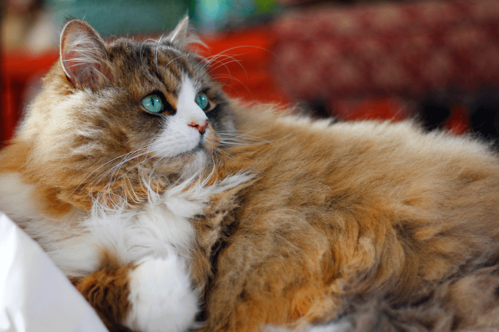 How To Tell If Your Cat Is a Ragamuffin - What To Look For