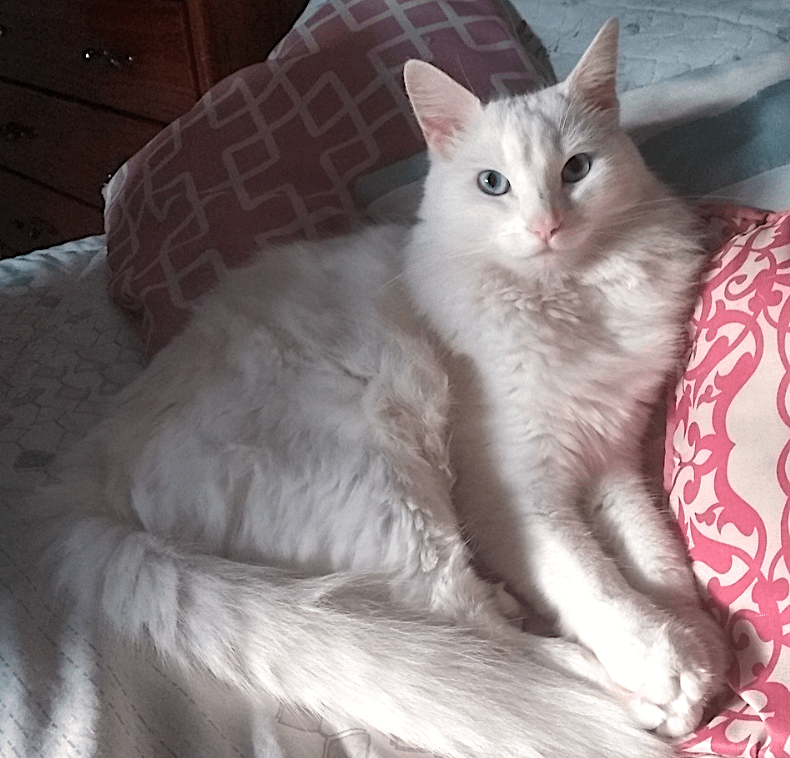 Turkish Angora Cat Breed Guide and Profile | Litter-Robot