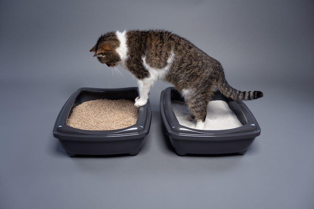 How Many Litter Boxes Per Cat Litter Robot