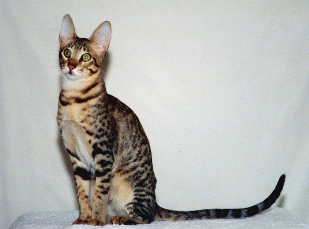 Serengeti exotic cat breed