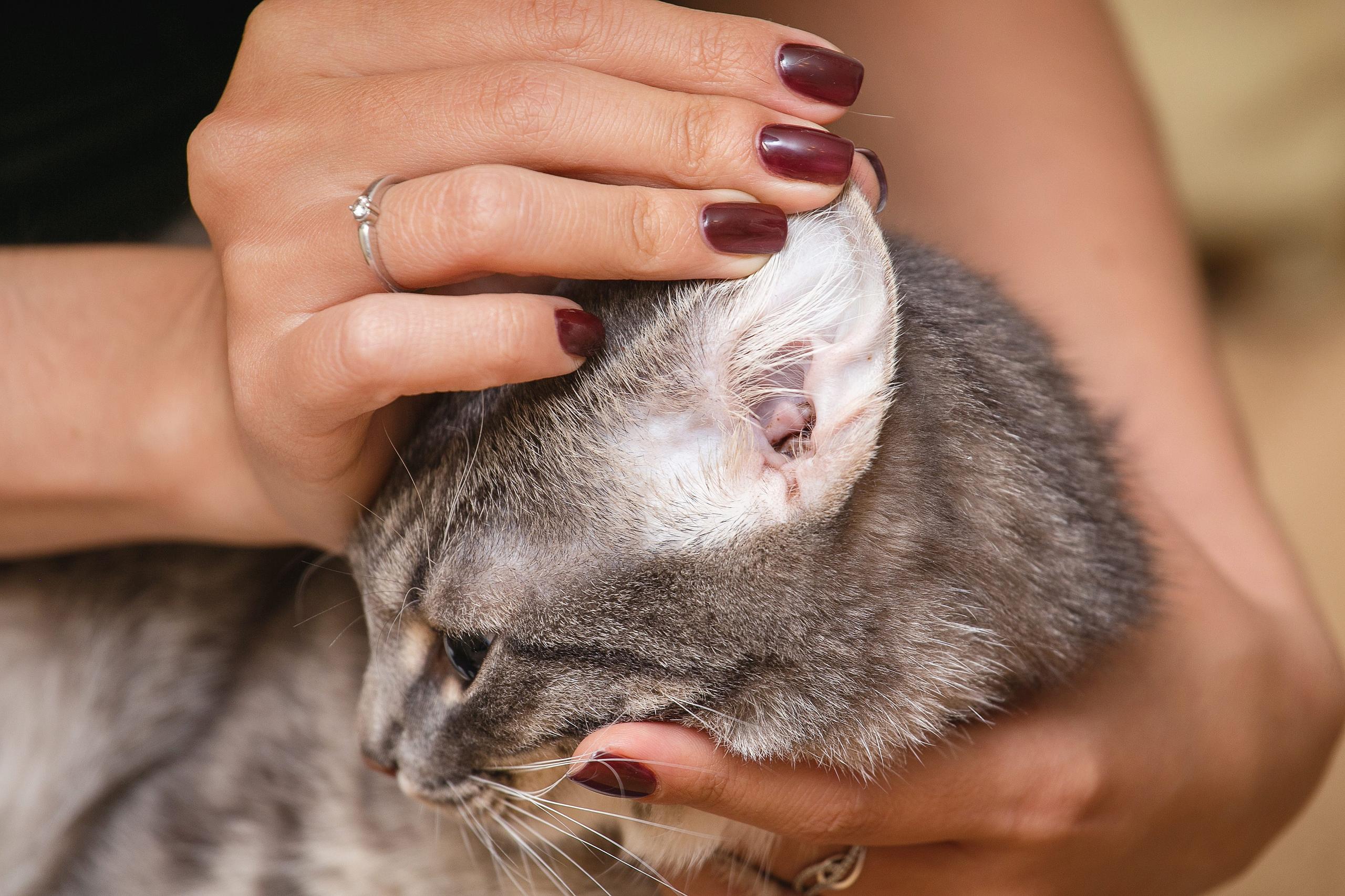 Close up of the inside of a cat's ear, while a hand holds it down gently