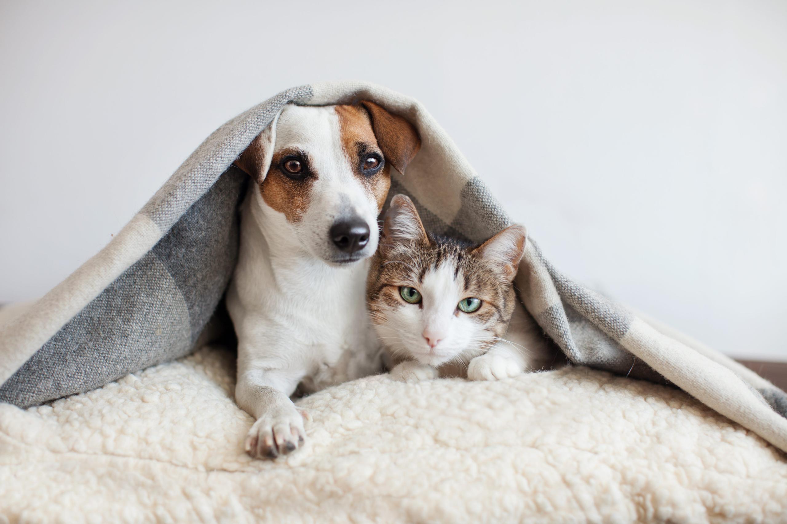 Cat in a Litter-Robot with a dog laying next to them on the floor