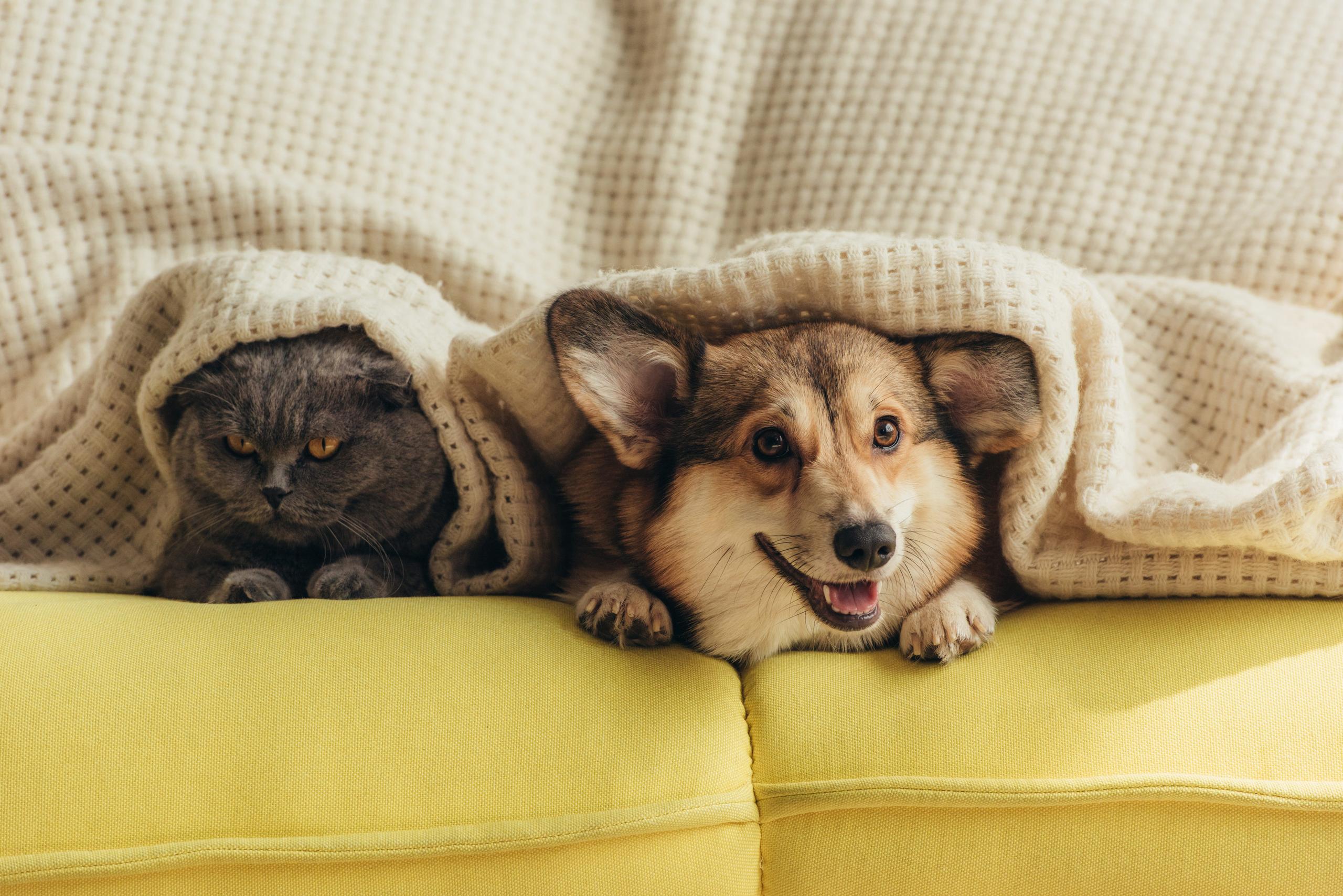 Cat and dog sitting on a yellow sofa with a blanket over them