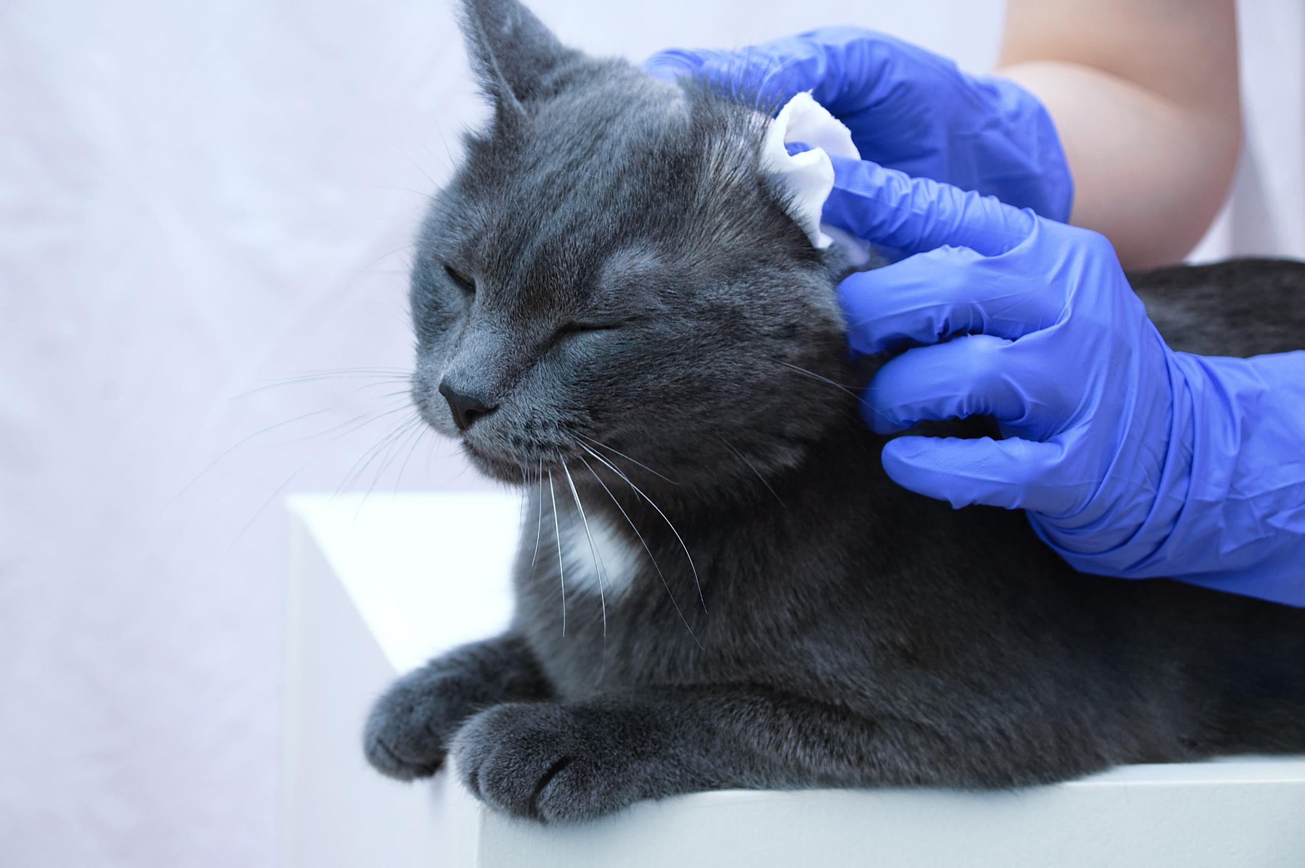 Grey cat laying on a vet's table while getting its ears examined by gloved vet hands