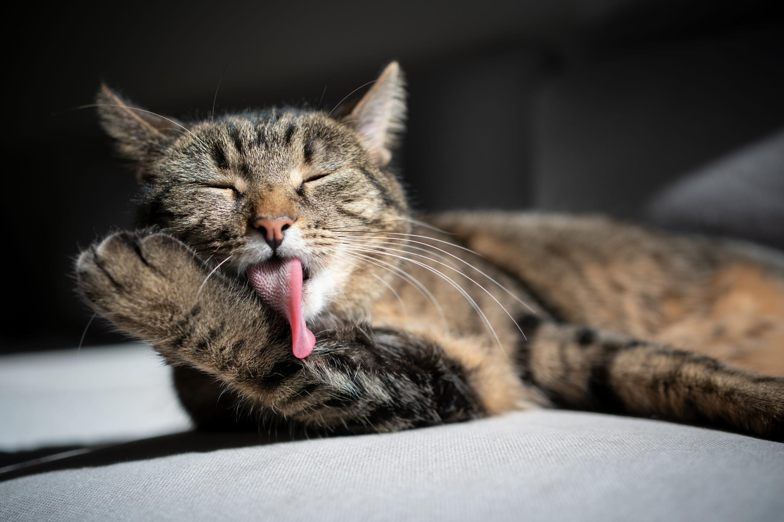Tabby cat laying on a couch while grooming itself