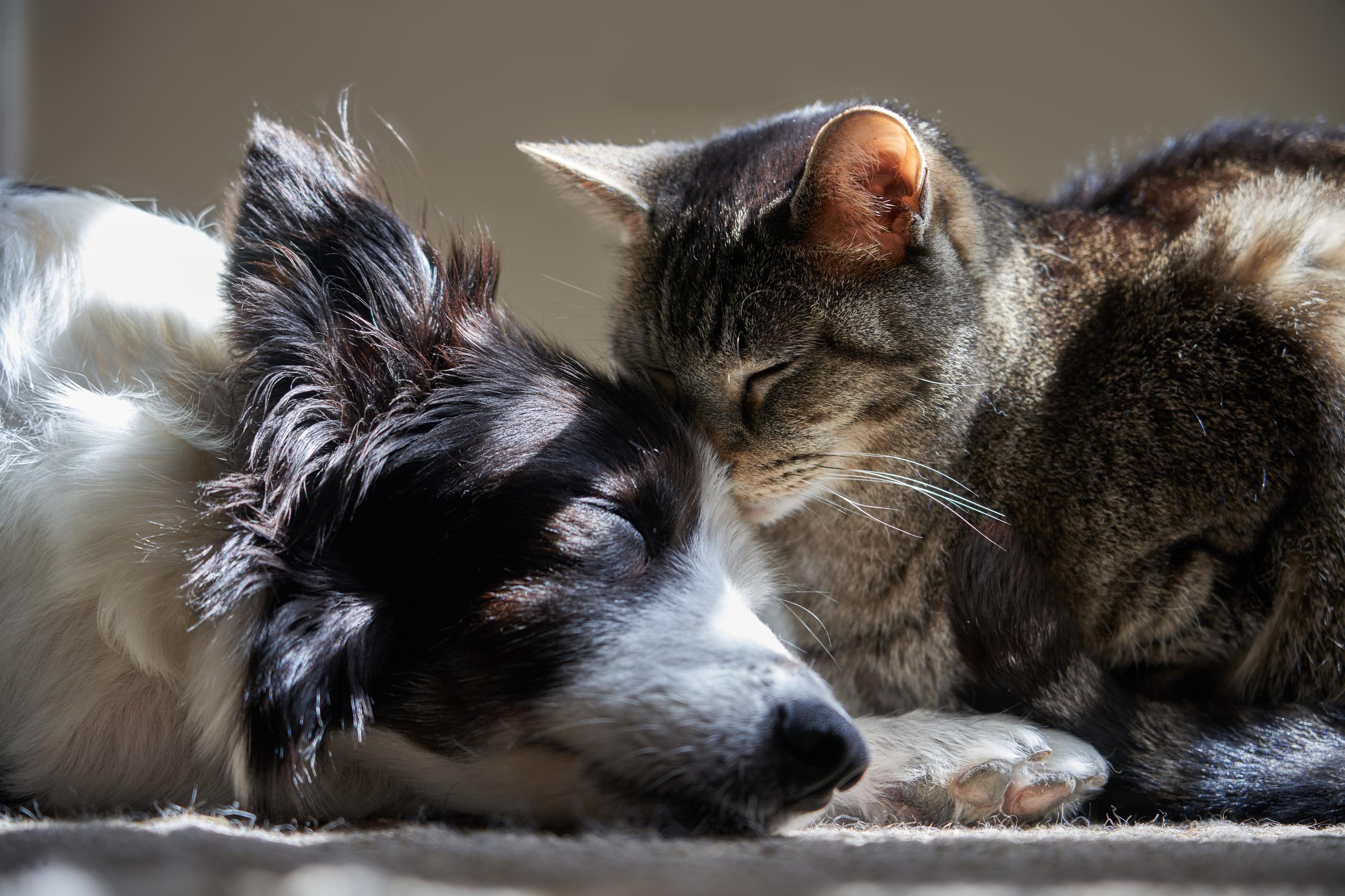 Dog and cat at peace and sleeping together