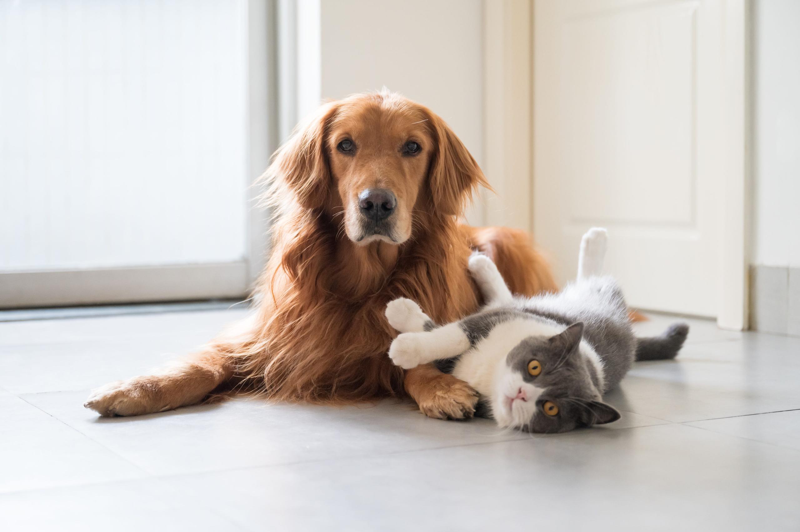 Dog and cat laying together on the floor while looking at the camera
