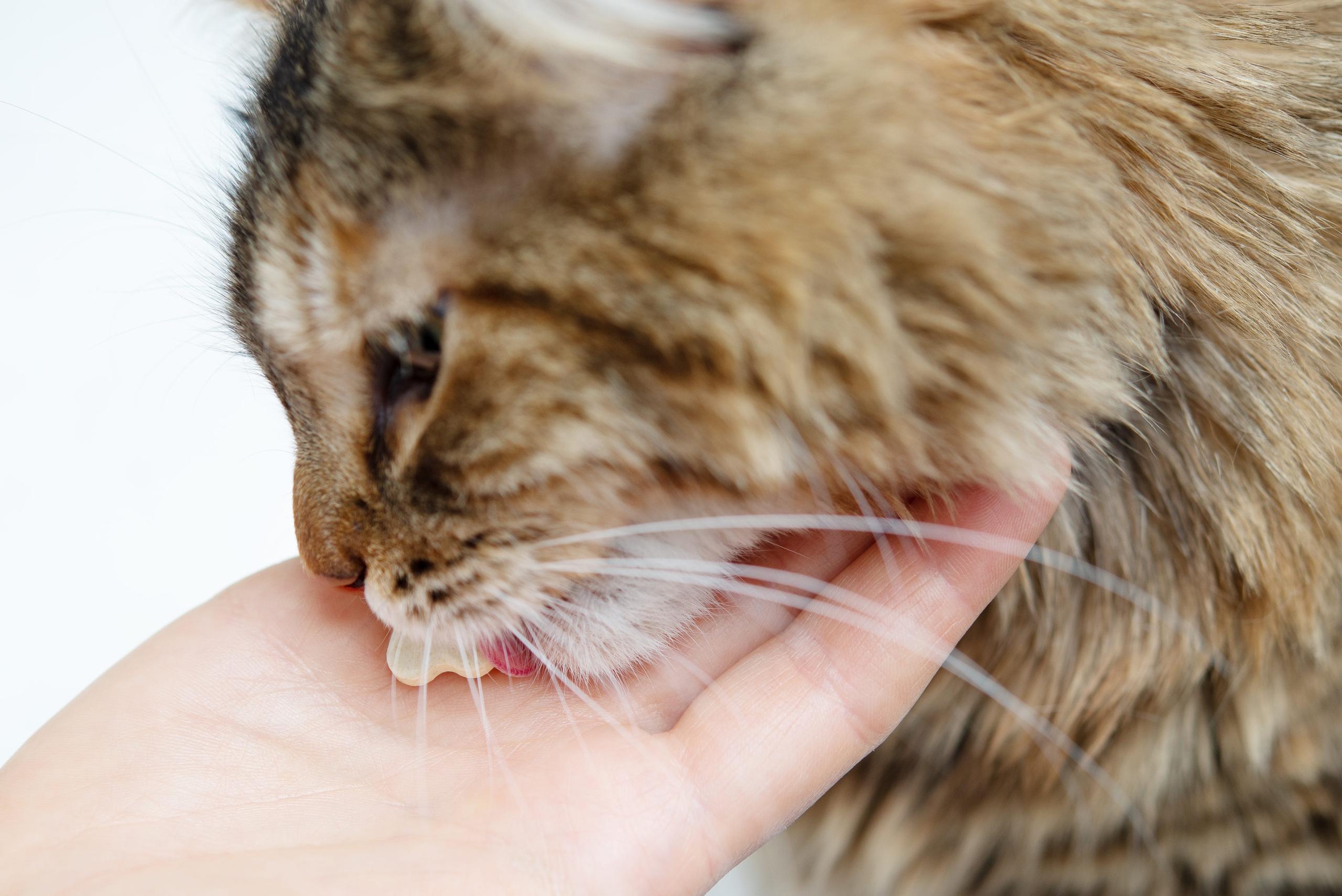 Cat eating a pill out of owner's hand