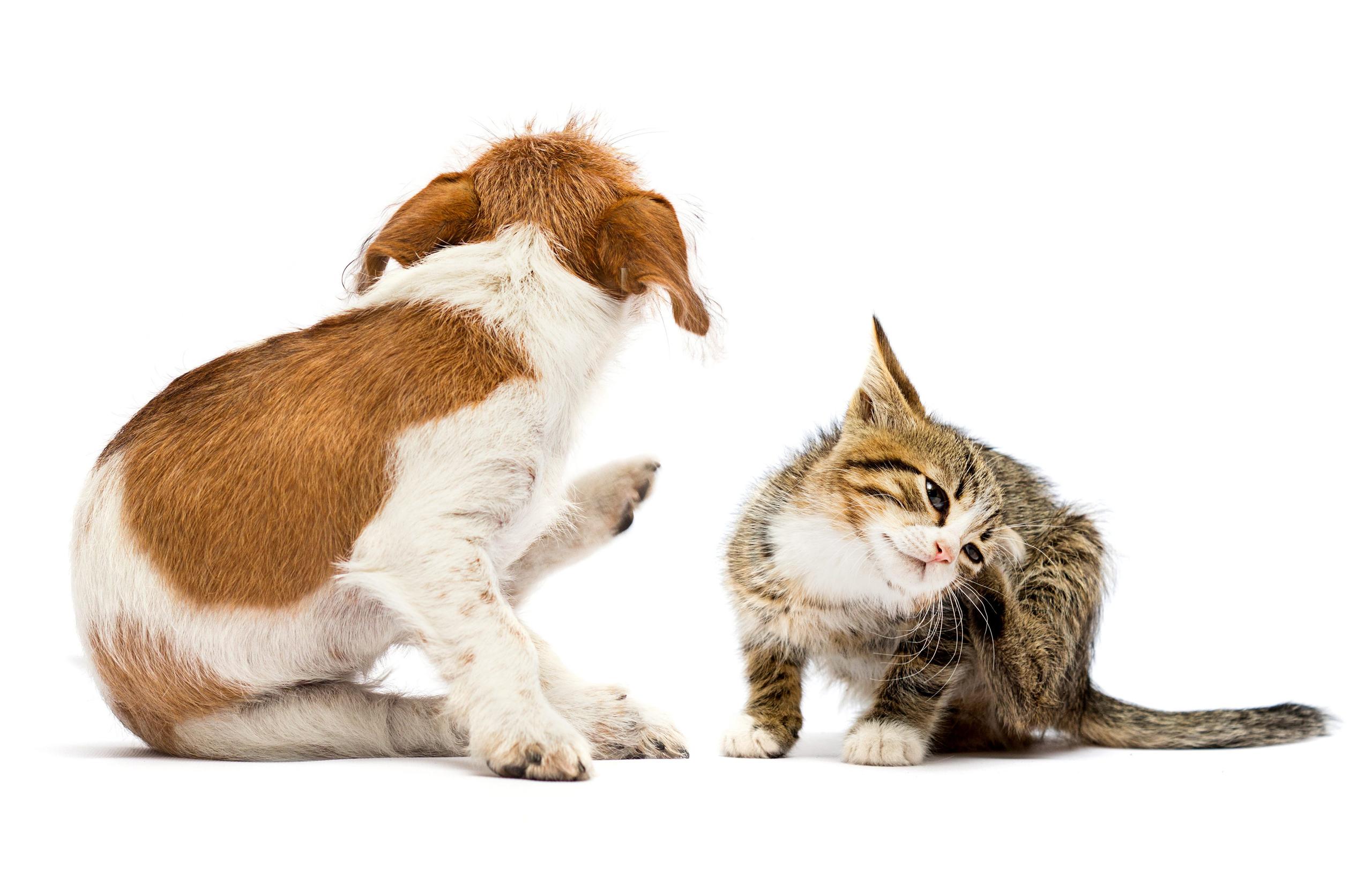 Cat and dog sitting next to each other while itching themselves 