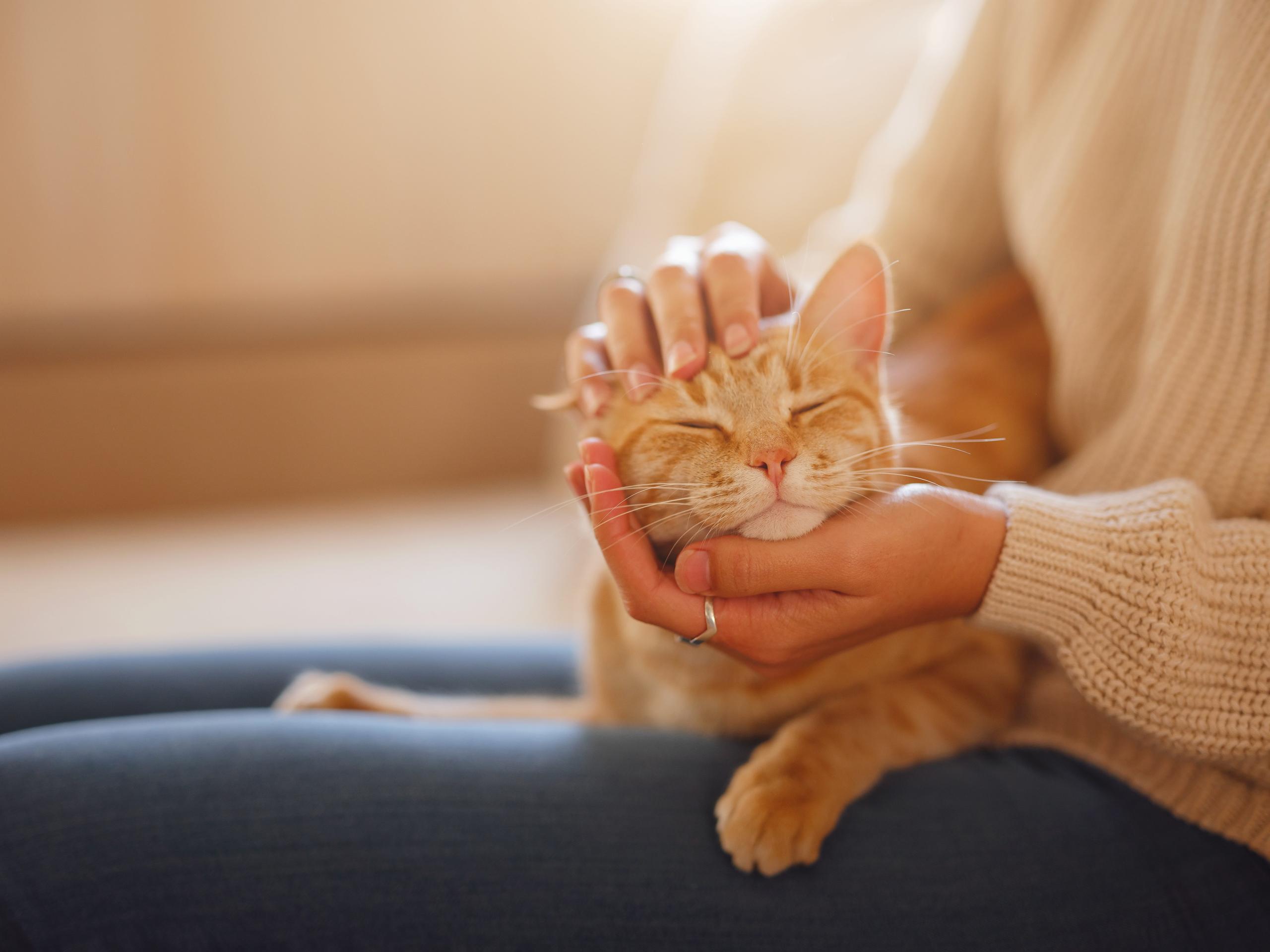 Orange cat sitting on its owner's lap while being pet
