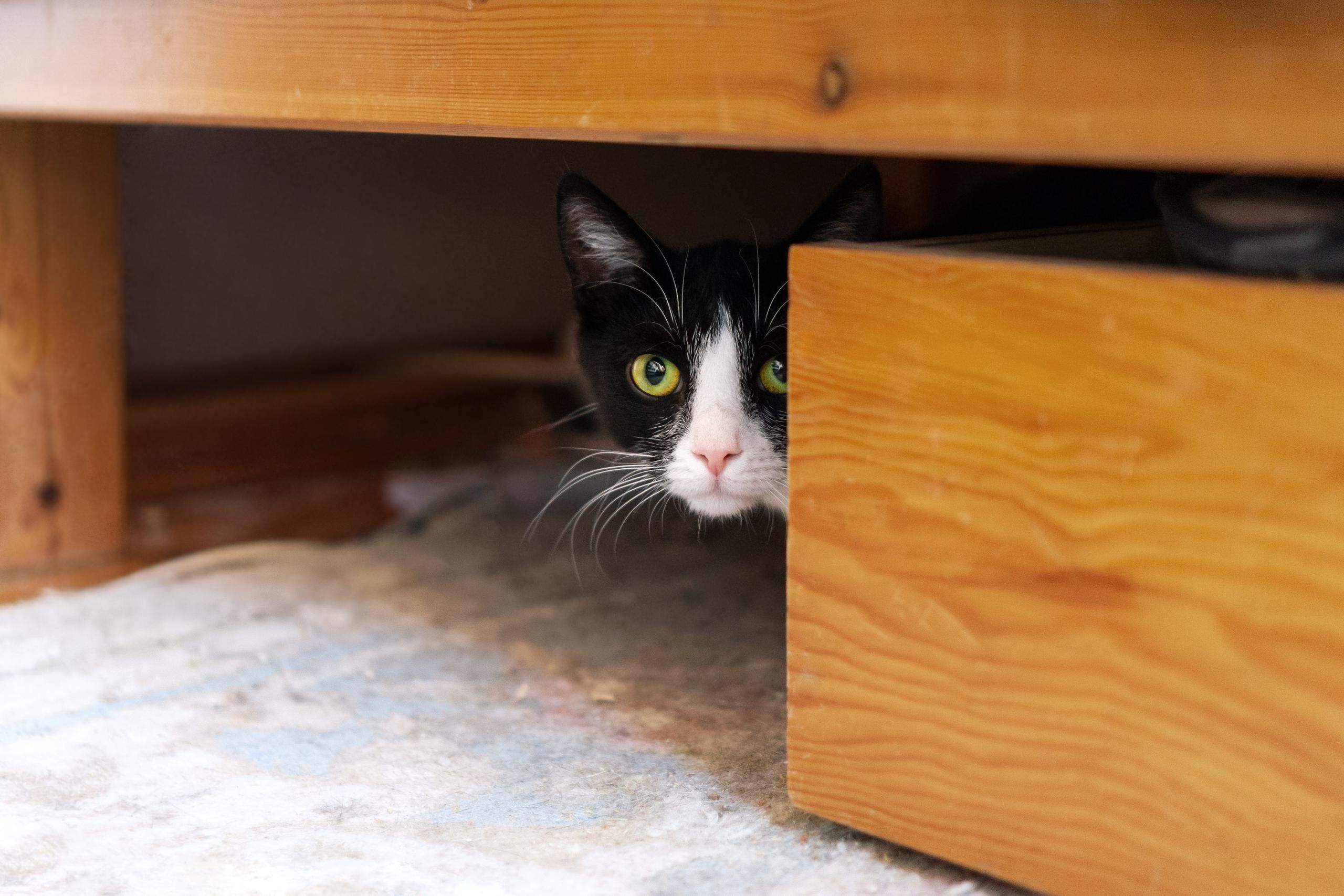 Shy black and white cat hiding under a bed