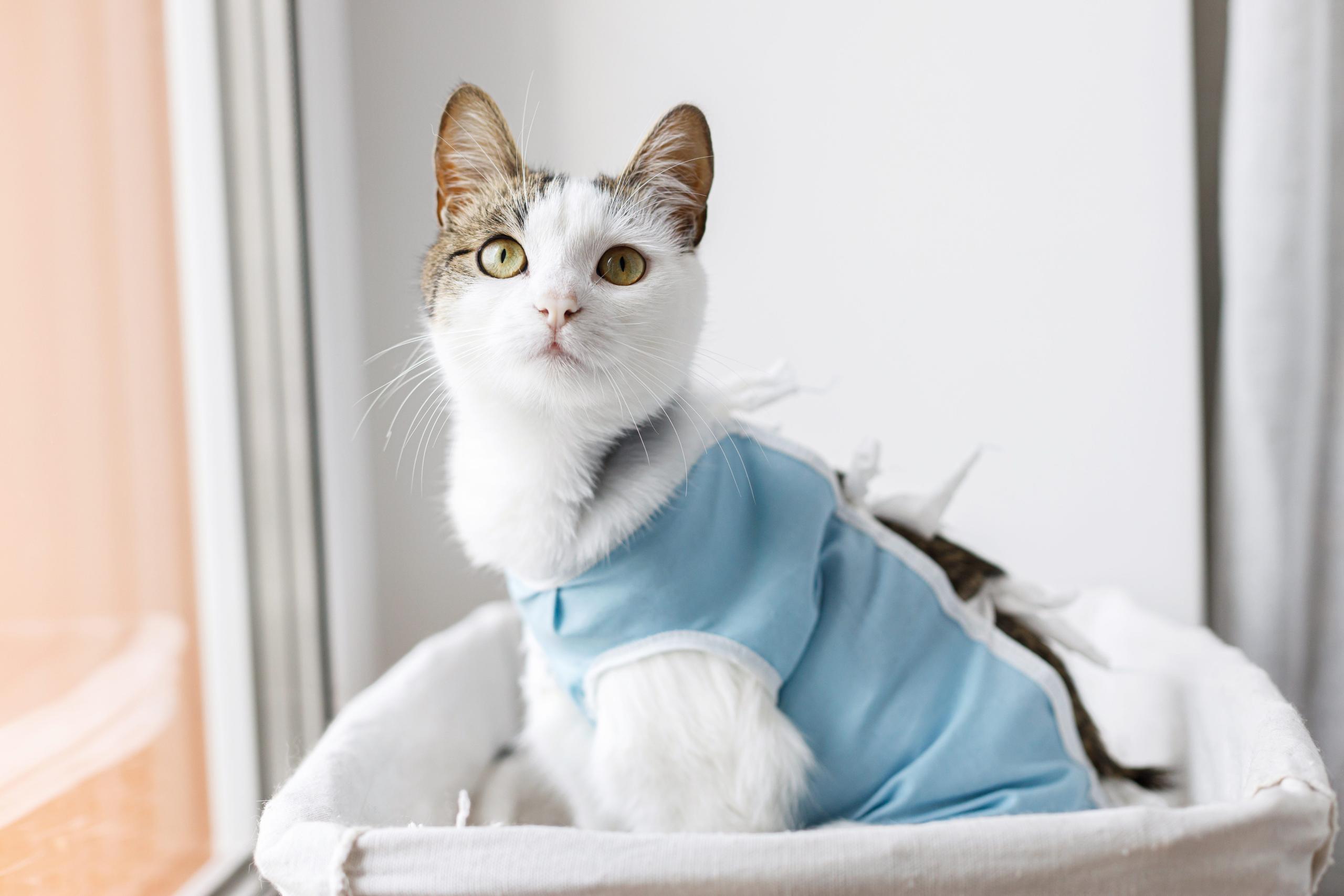 Cast in a recovery suit in cat tower basket after getting neutered/spayed