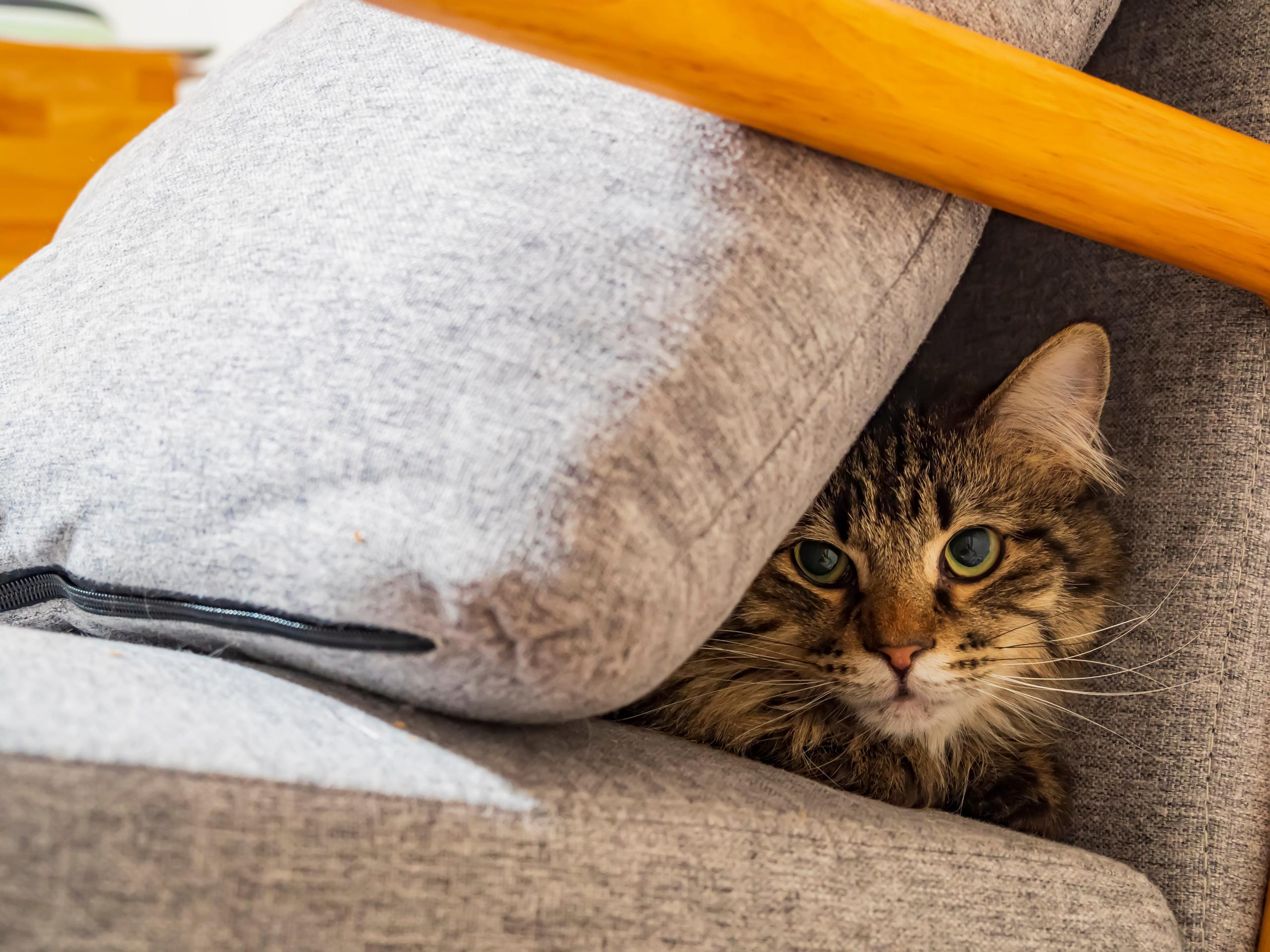 Close up shot of a Maine Coon cat hiding on chair with a pillow