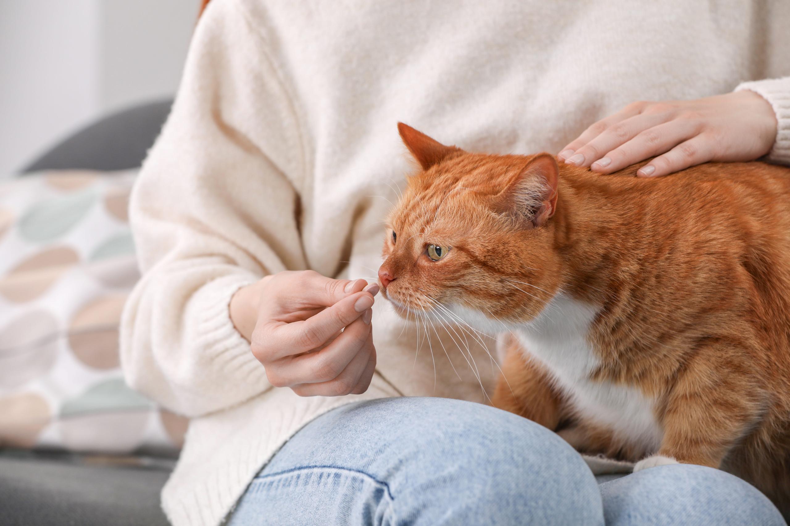 Woman giving cat a pill while sitting on a sofa