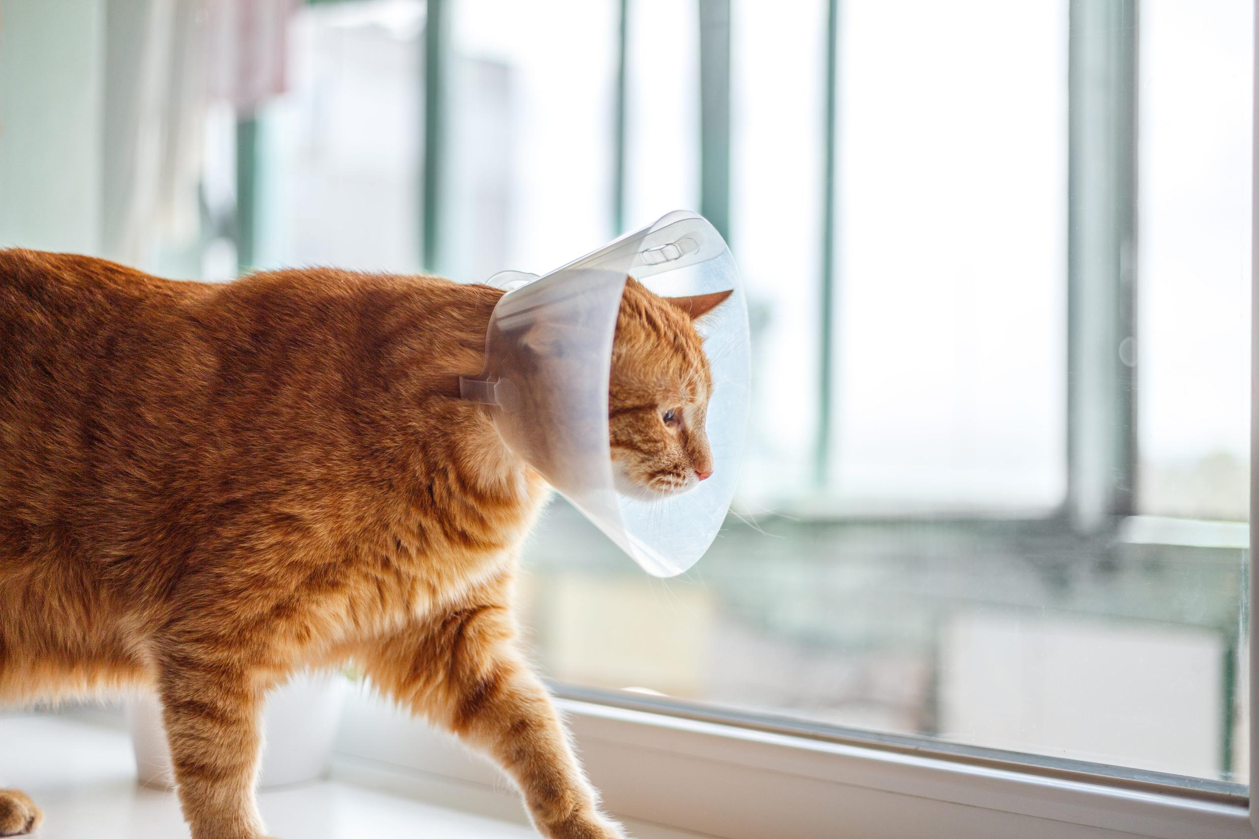Orange striped cat with Elizabethan collar on the window sill after getting neutered/spayed