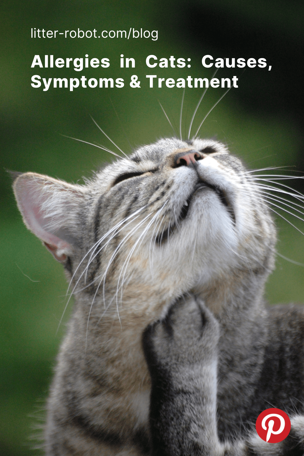 Allergies in Cats Causes Symptoms Treatment