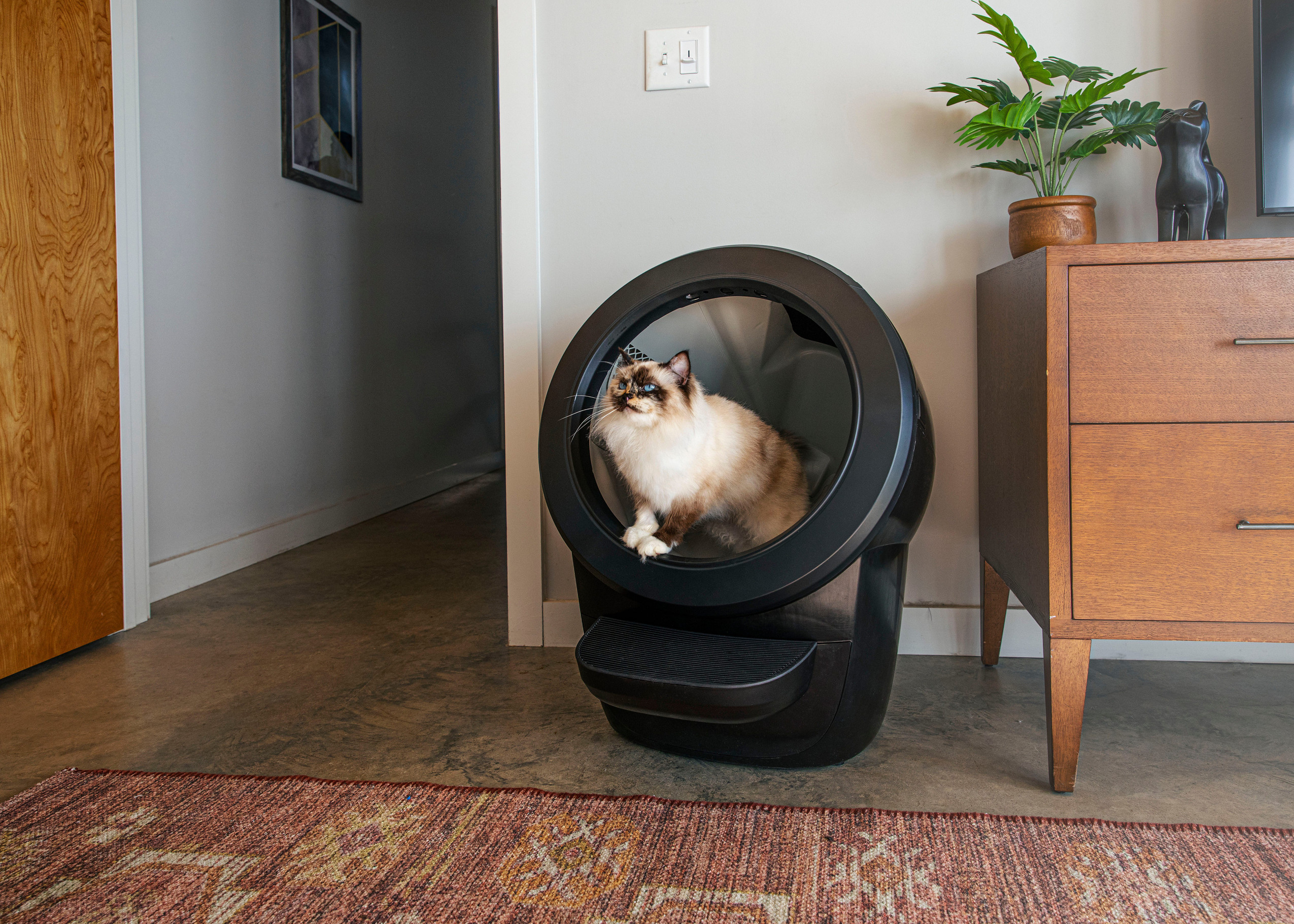 ragdoll cat in Litter-Robot 4