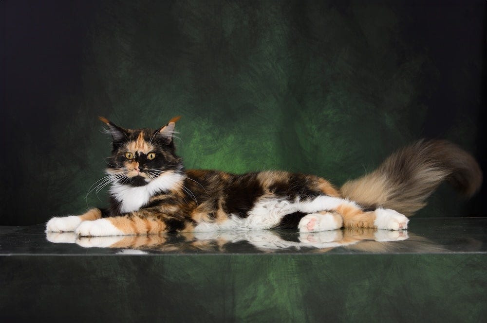 Maine Coon Colors - Calico Maine Coon