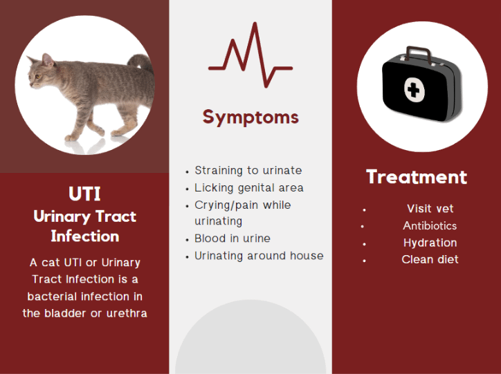 Cat UTI