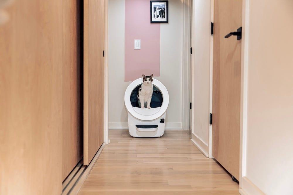 cat using Litter-Robot EVO in apartment hallway