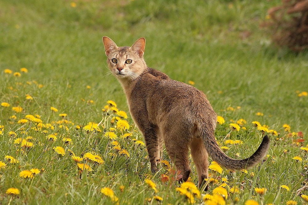 Chausie cat outside in field of flowers