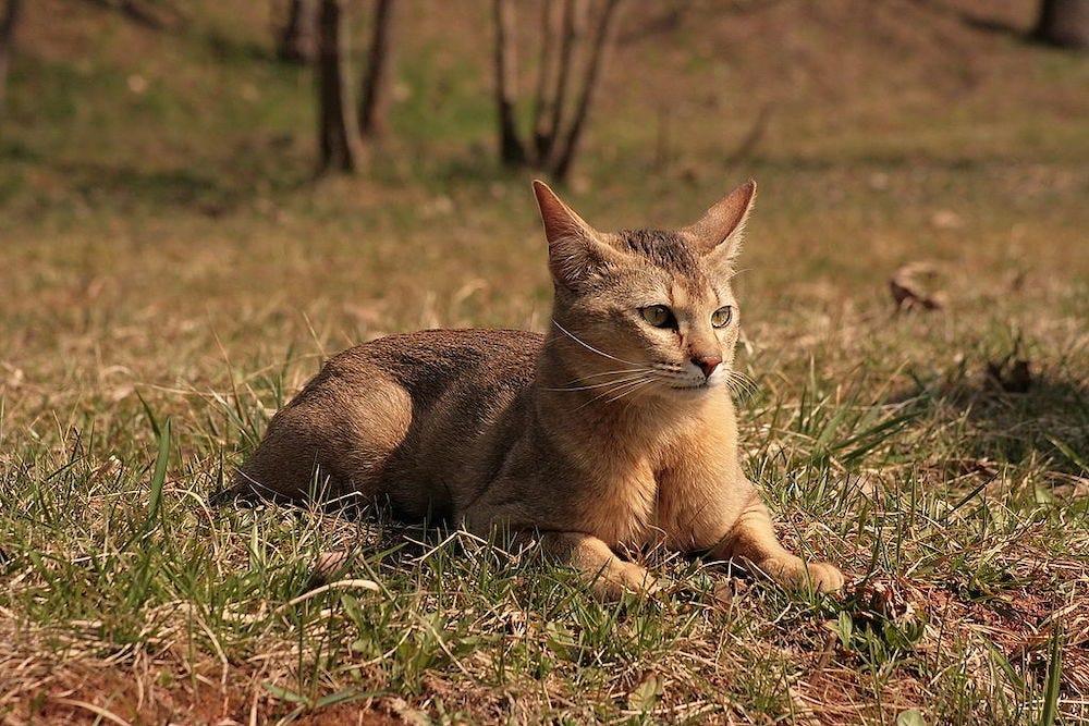 Chausie Cat Breed Profile | Litter-Robot