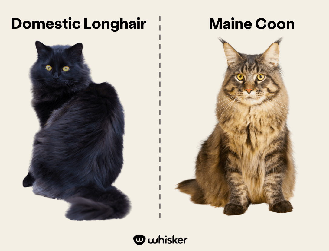 Domestic Longhair cat vs Maine Coon infographic
