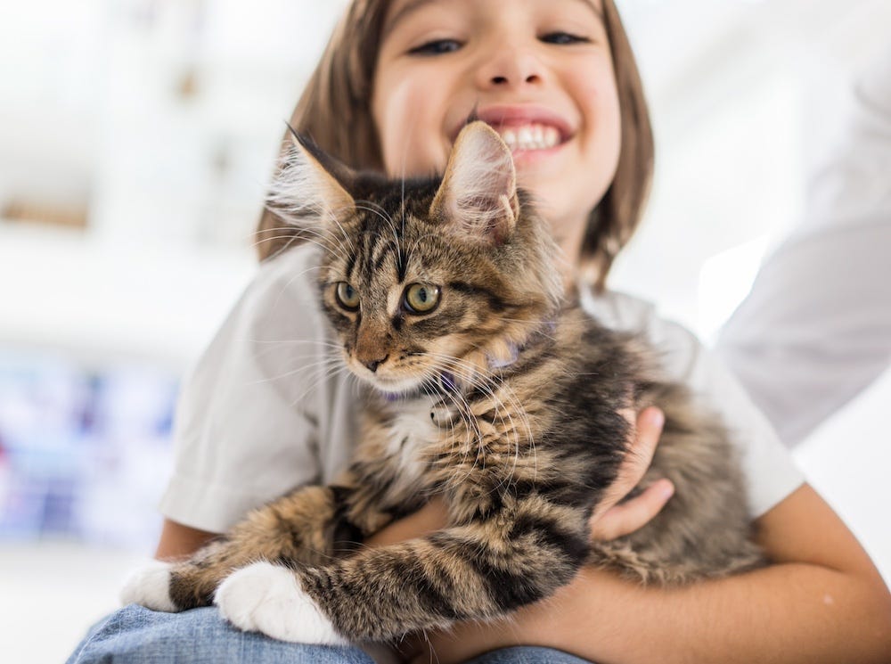 happy child holding Maine Coon kitten