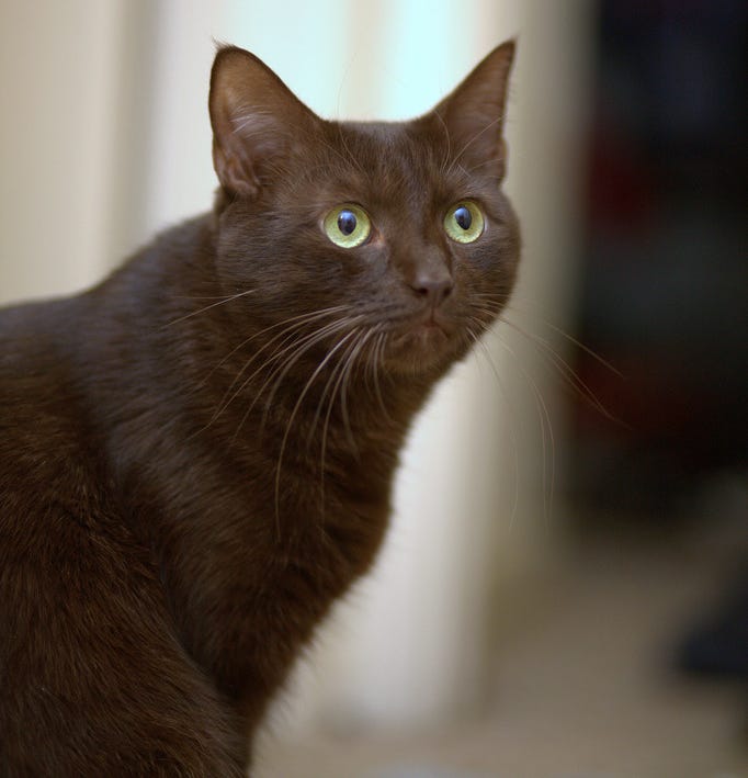 Havana Brown cat