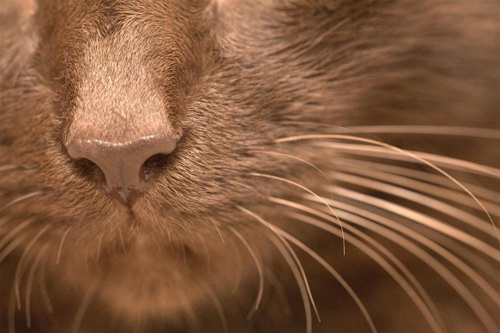 Havana Brown cat whiskers