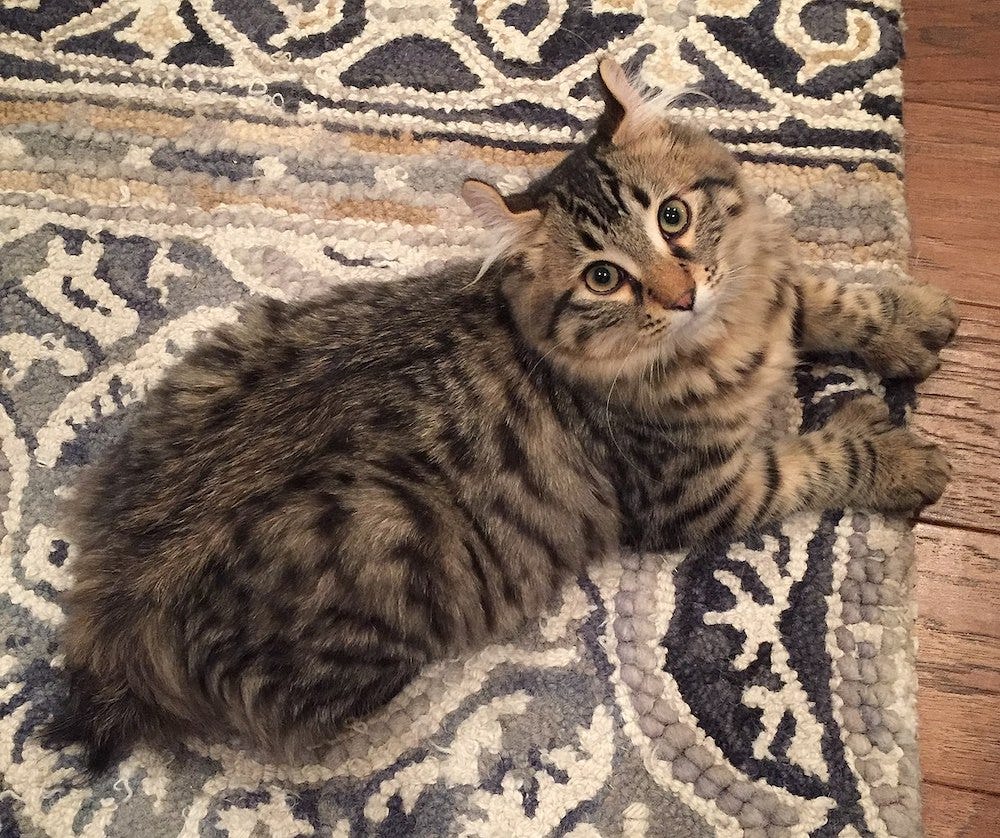 long-haired Highlander cat on carpet