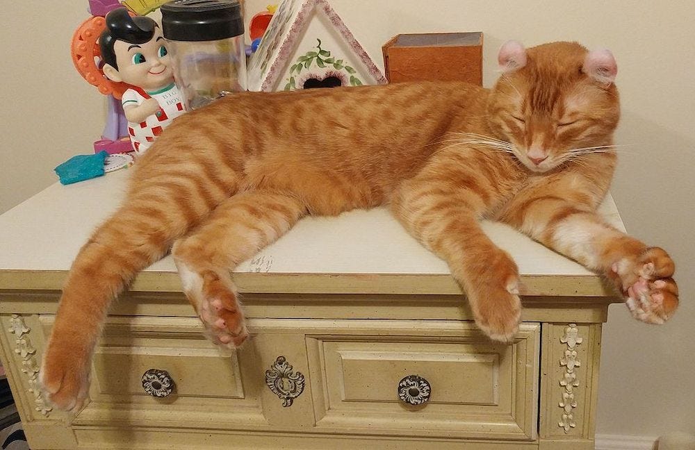 orange tabby Highlander cat