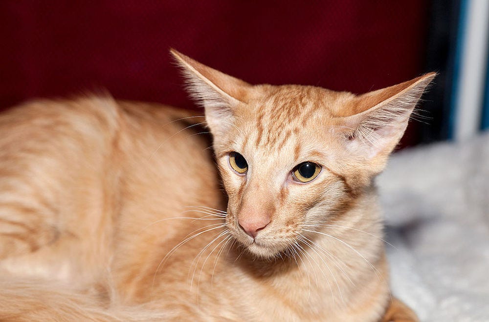low-shedding Javanese cat - cat breeds that don't shed