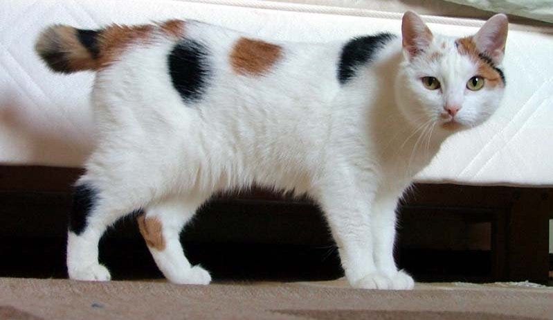 Japanese Bobtail white calico cat