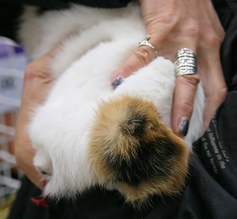 close-up of Japanese Bobtail bunny tail