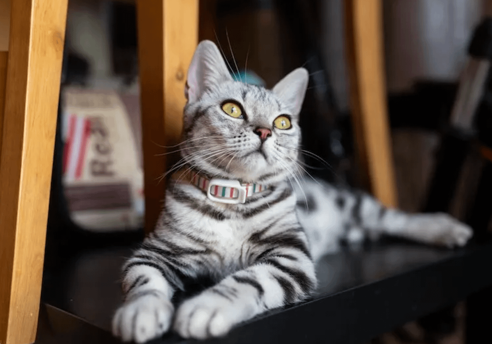 American Shorthair cat