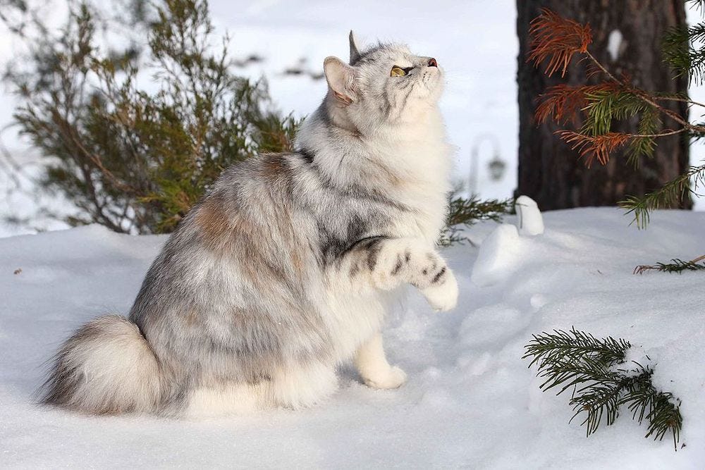 Kurilian Bobtail cat outdoors