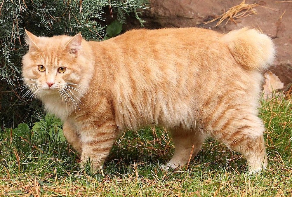 long-haired orange tabby Kurilian Bobtail cat