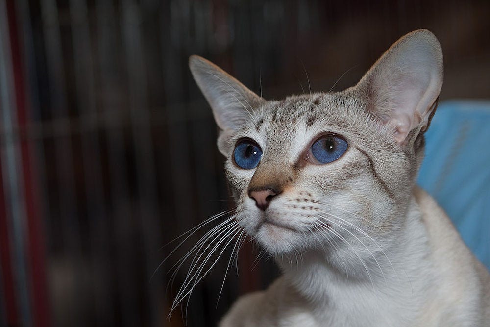 lynx Colorpoint Shorthair cat