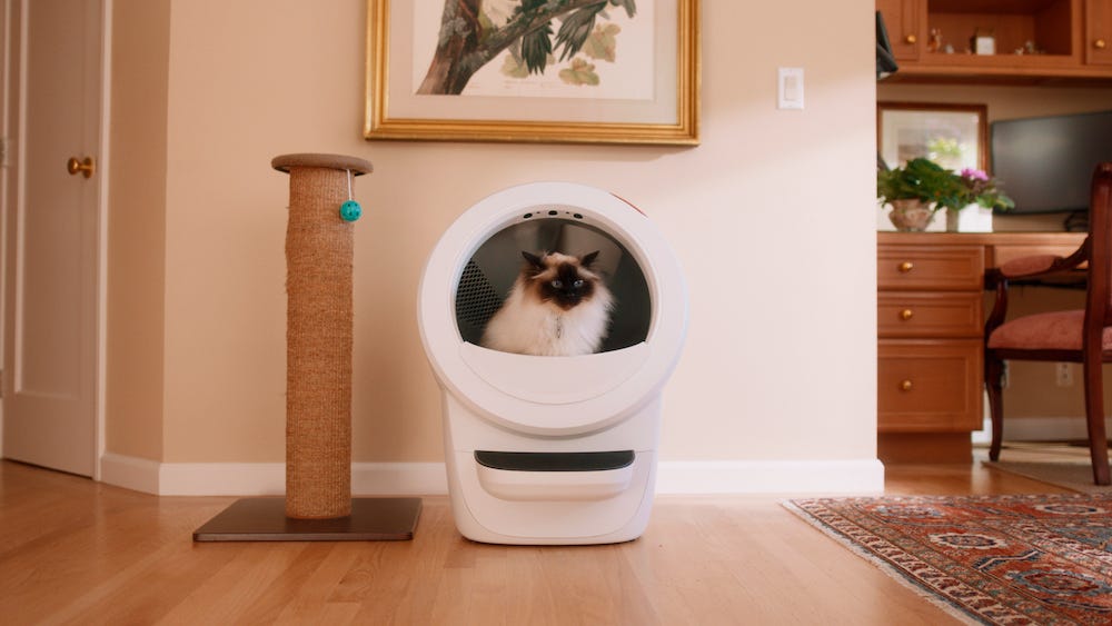 Ragdoll cat using Litter-Robot 4